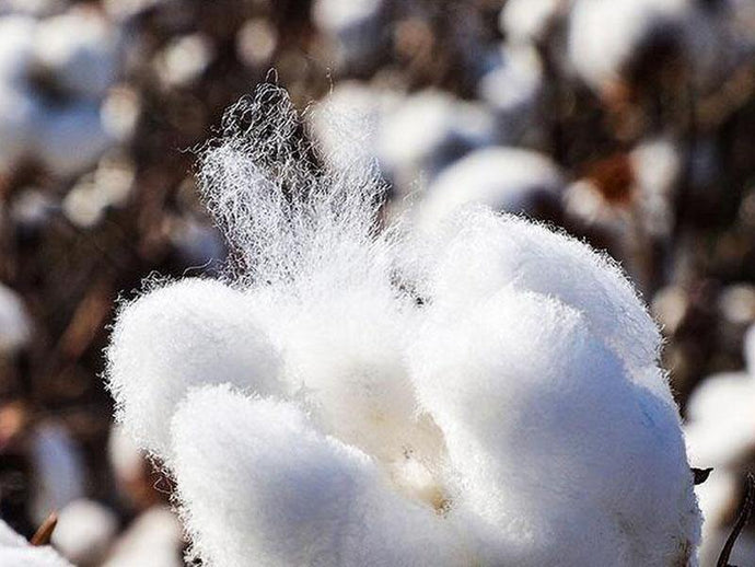  Xinjiang cotton, Egyptian cotton, American pima cotton, how to choose it?