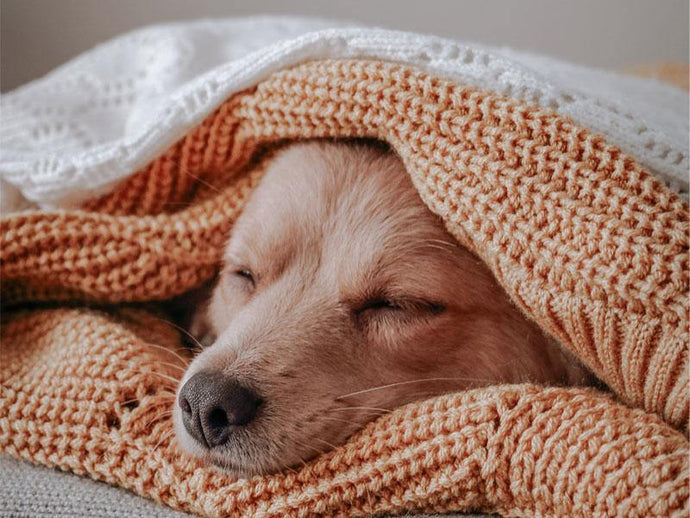 Do dogs need a small blanket to sleep?