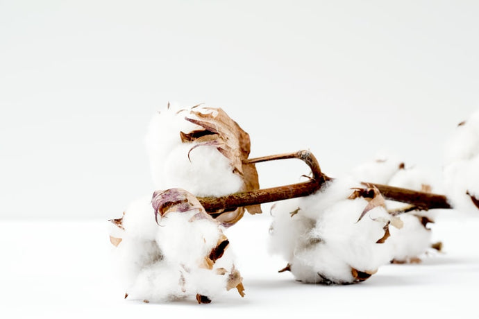 What is Pima Cotton & Why Should You Choose it?